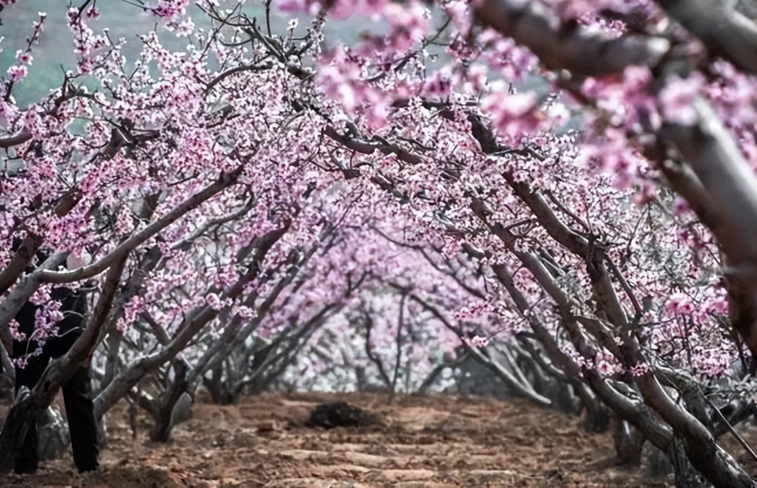 淄博春天赏花,淄博赏花时间表