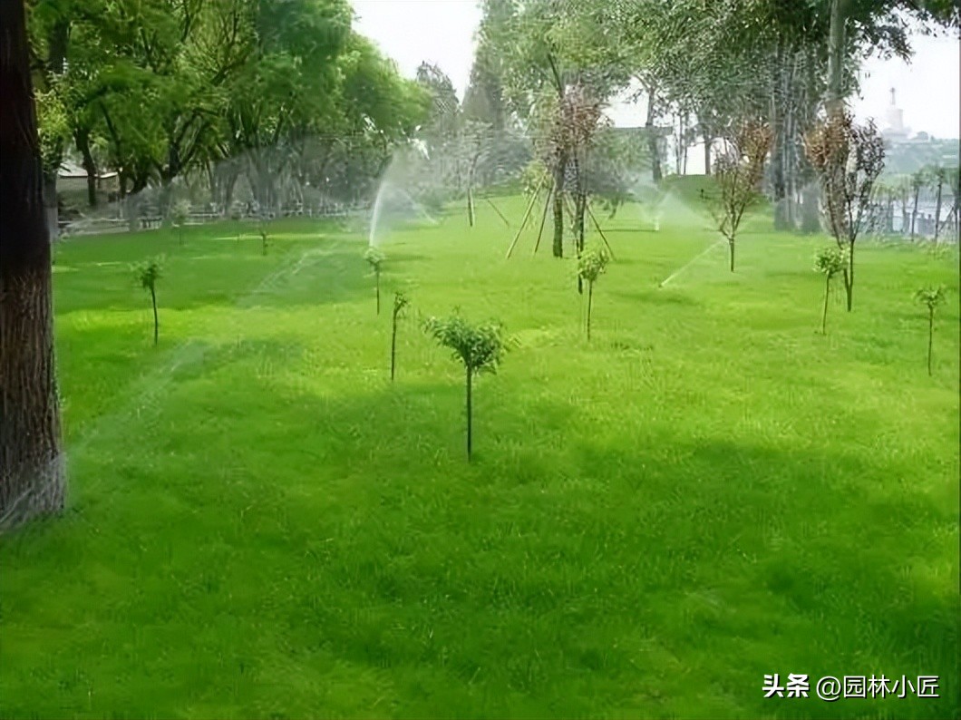 园林绿化养护施肥的时间,夏季草坪种植养护
