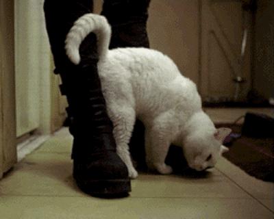 狗子为啥越喂越瘦,狗子越来越瘦但是很能吃