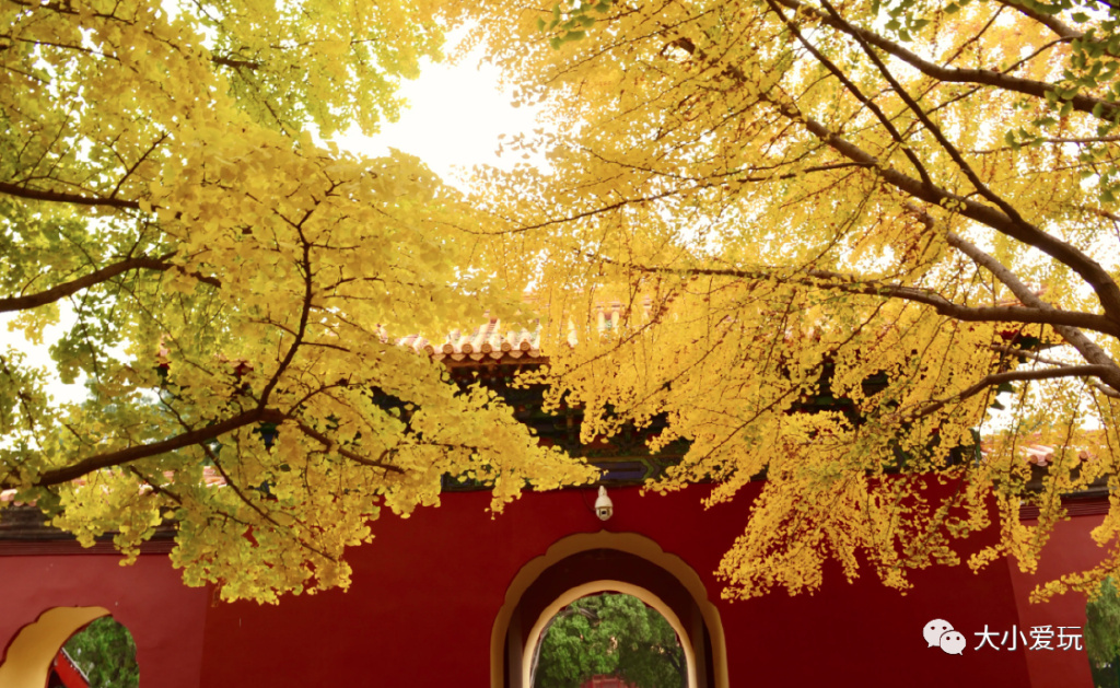 银杏最美的地方,这九个美丽的地方你想去看看吗