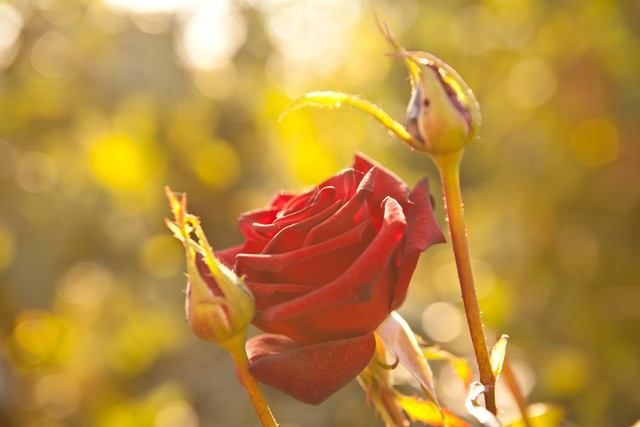 当你爱上一个不该爱的女人,当你爱上了一个不该爱上的人