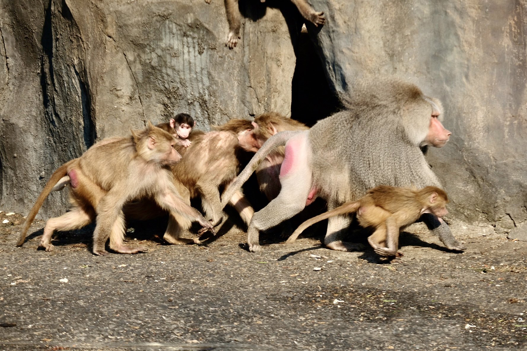 灵长类凶猛动物,灵长类动物的战斗力