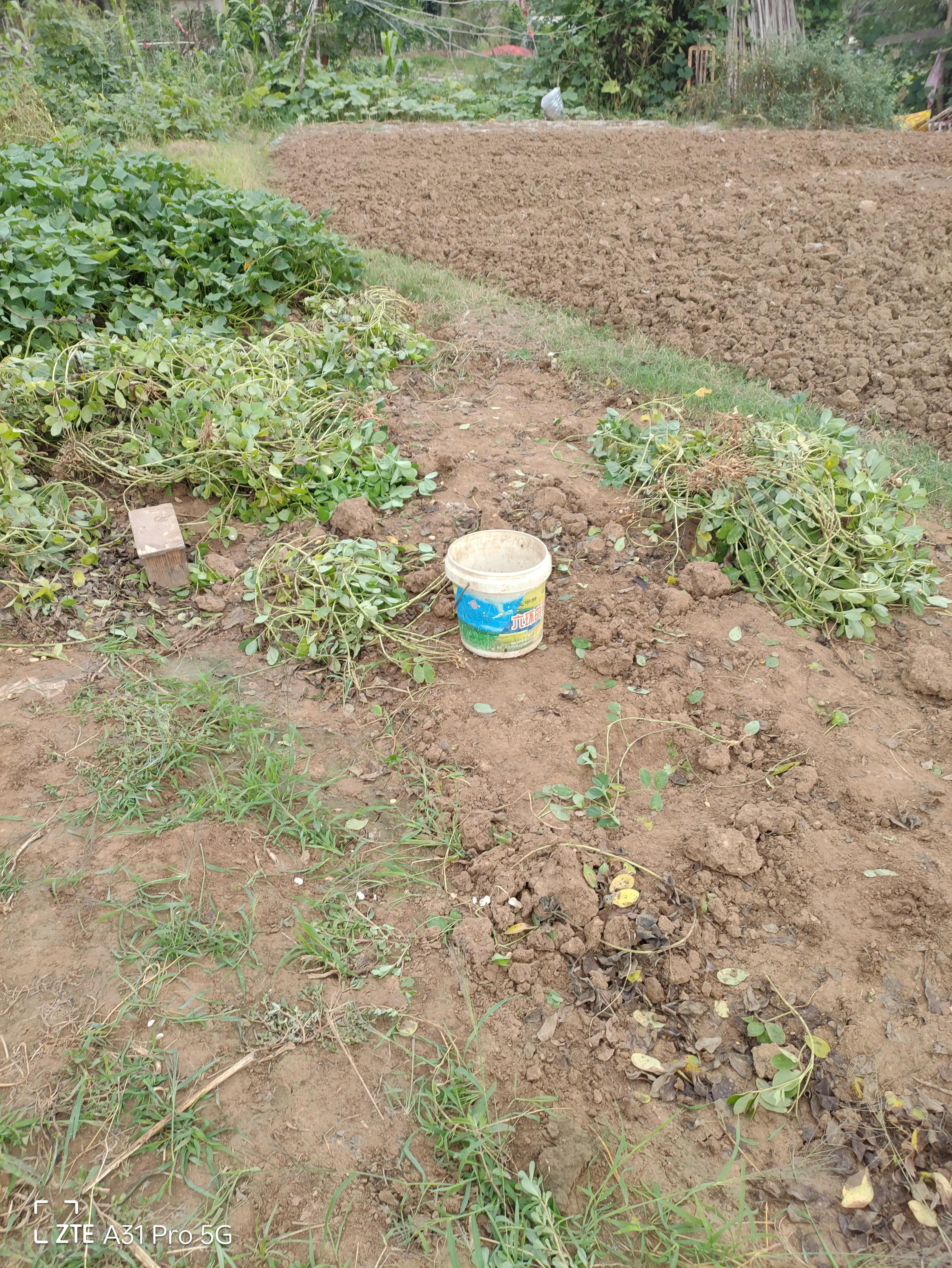 落花生的原名,落花生是什么意思