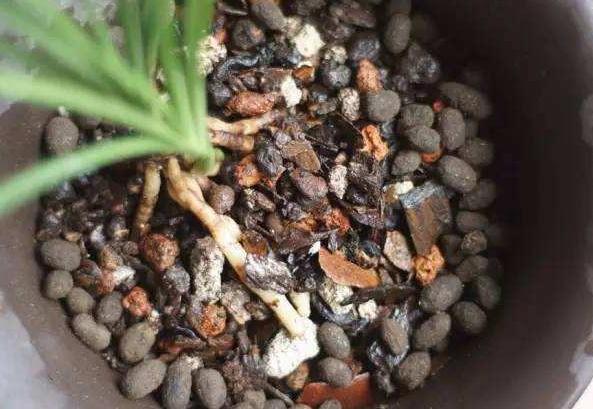 养花人不得不知道的15件养花诀窍,养花技巧与知识大全详解