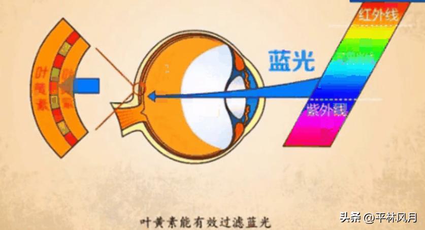 保护眼睛科学用眼小妙招,保护眼睛的十大方法及小妙招