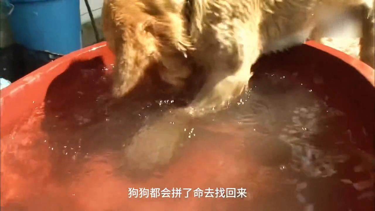 狗狗嘴巴叼着石头,狗狗一直啃石头