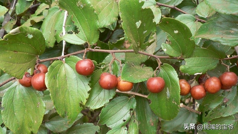 身处非洲，物种孤立进化的马达加斯加，各种奇瓜异果满岛飘香