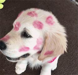 狗狗分离焦虑太严重,狗狗分离焦虑一不在家就拆家