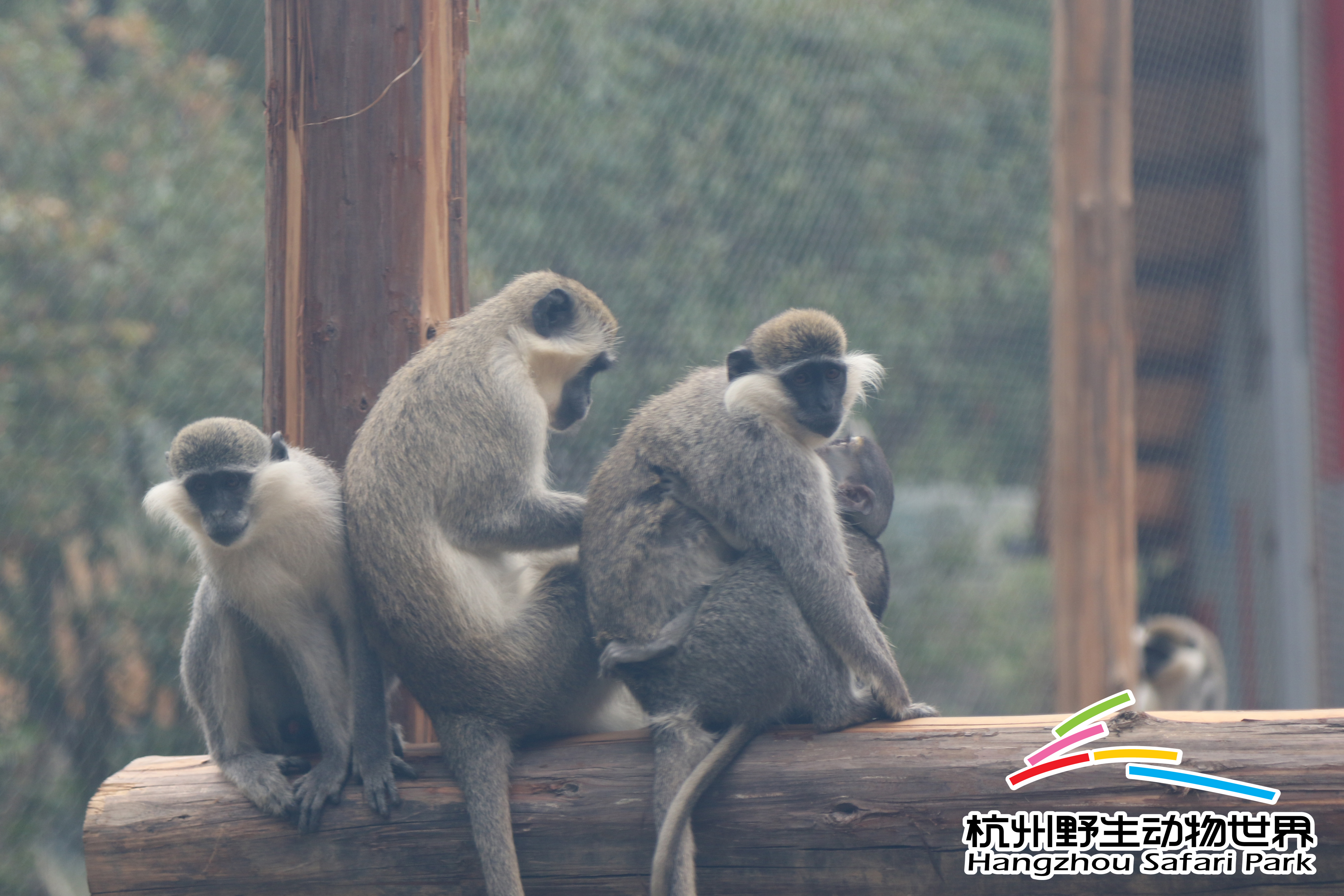 寒潮来袭冻真格,杭州野生动物世界过冬