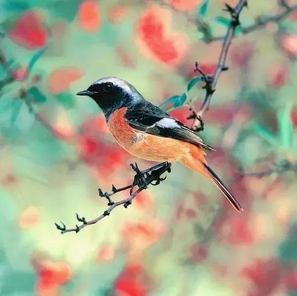 百鸟图全图高清大图,百鸟图大全