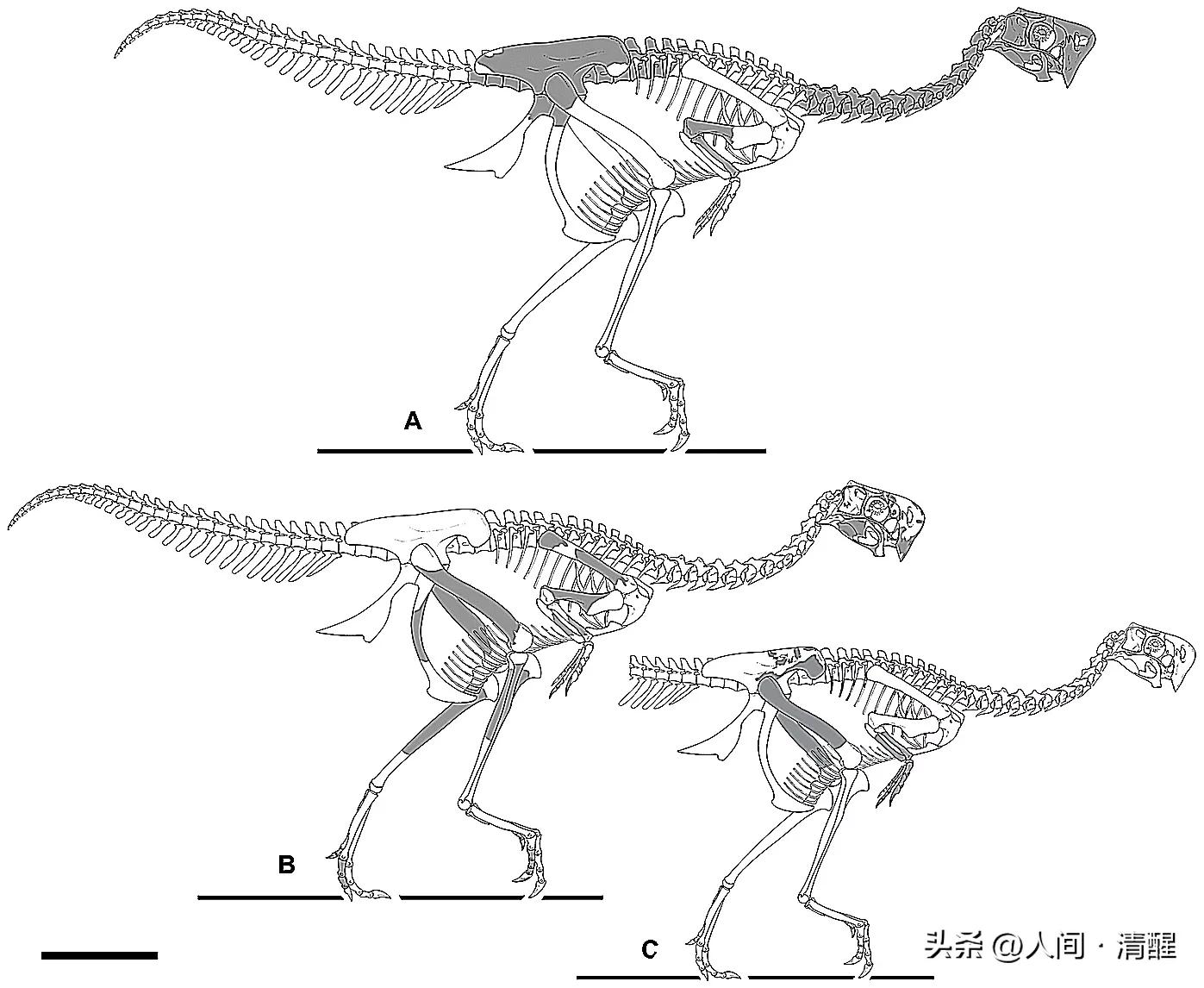 有羽毛的恐龙化石是什么样子的,有羽毛的恐龙的化石的样子