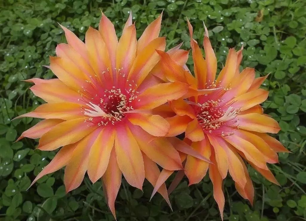 200种·仙人球开花图鉴，大开眼界，美到爆