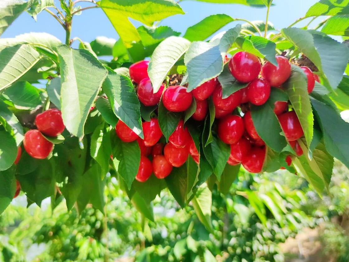 樱桃采摘园樱桃能直接吃吗,大樱桃采摘节吃法