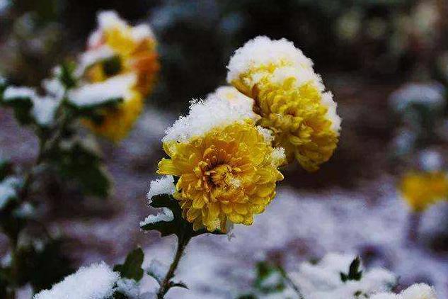 冬菊诗句解析,冬菊七言诗大全