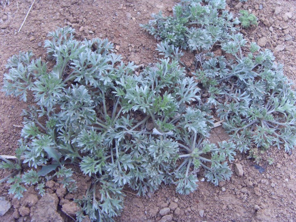 白蒿野菜怎么区别,干白蒿价格多少钱一斤