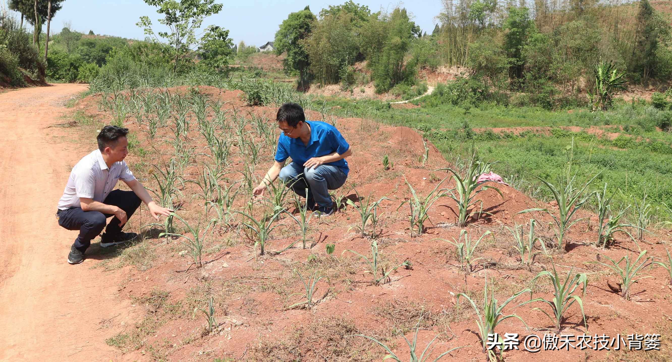 玉米根部出现畸形的原因,玉米卷叶头歪怎么办
