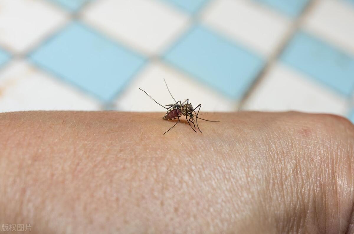 房间有蚊子怎么吸引蚊子过来,怎么快速找到屋里的蚊子