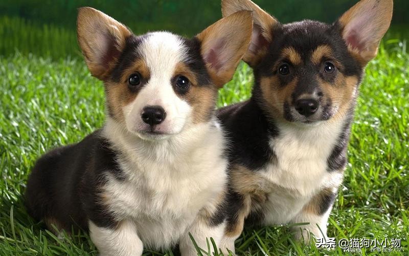 狗狗常见的4种“交配”方式，网友直呼：绝了