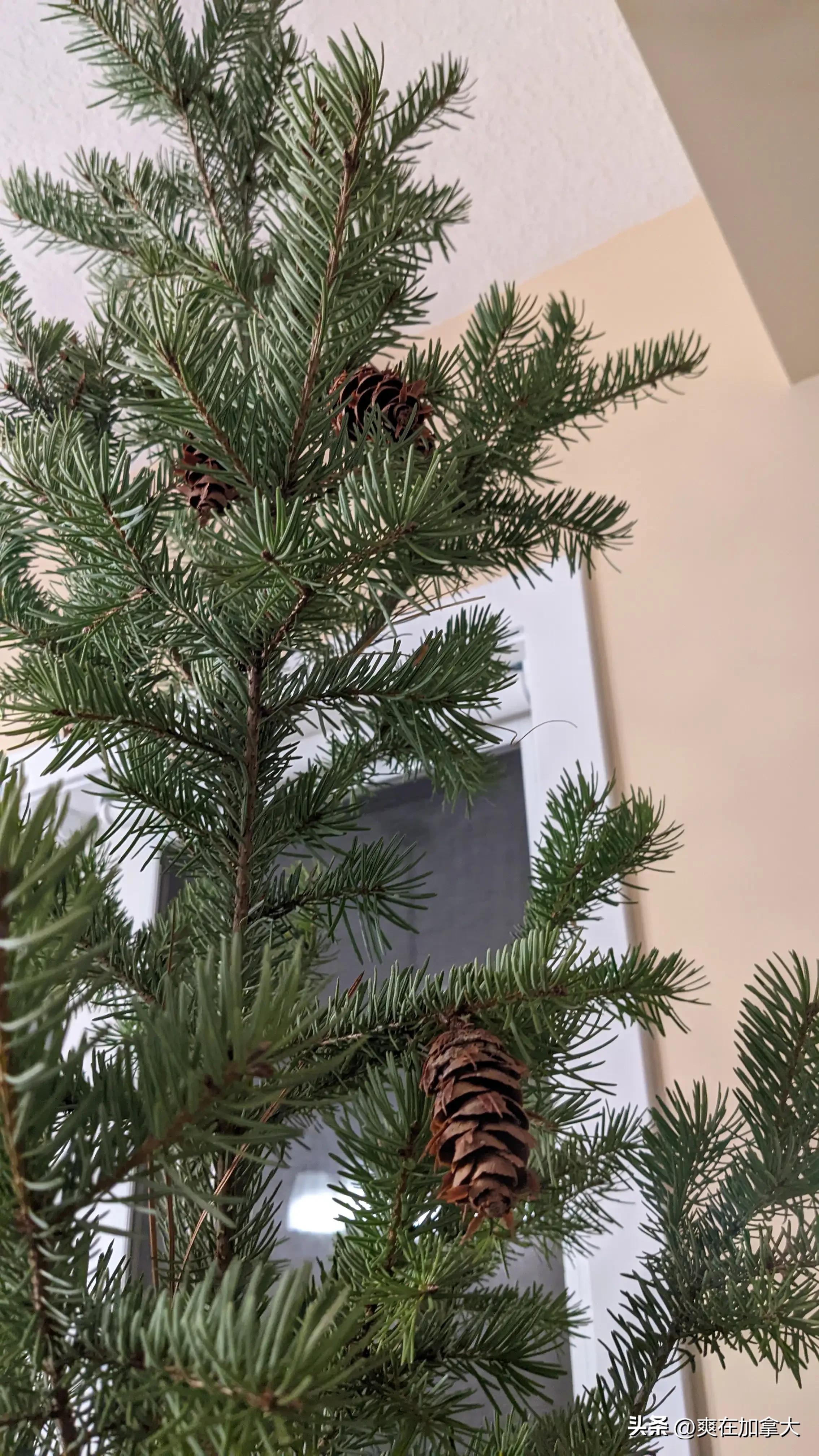 加拿大圣诞树多少钱一棵,国外如何用真树做圣诞树