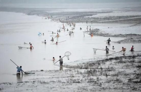 黄河排沙为什么有鱼,黄河为什么出现流鱼