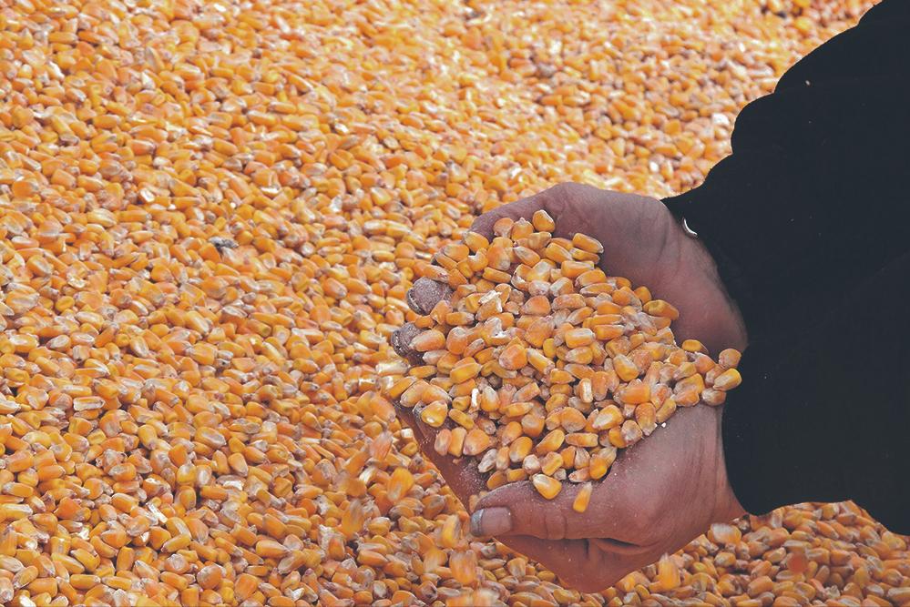 今年玉米供需紧张吗,2023年玉米供需