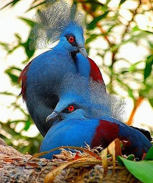 罕见绝美的小动物图片,罕见的动物有趣照片难得一见