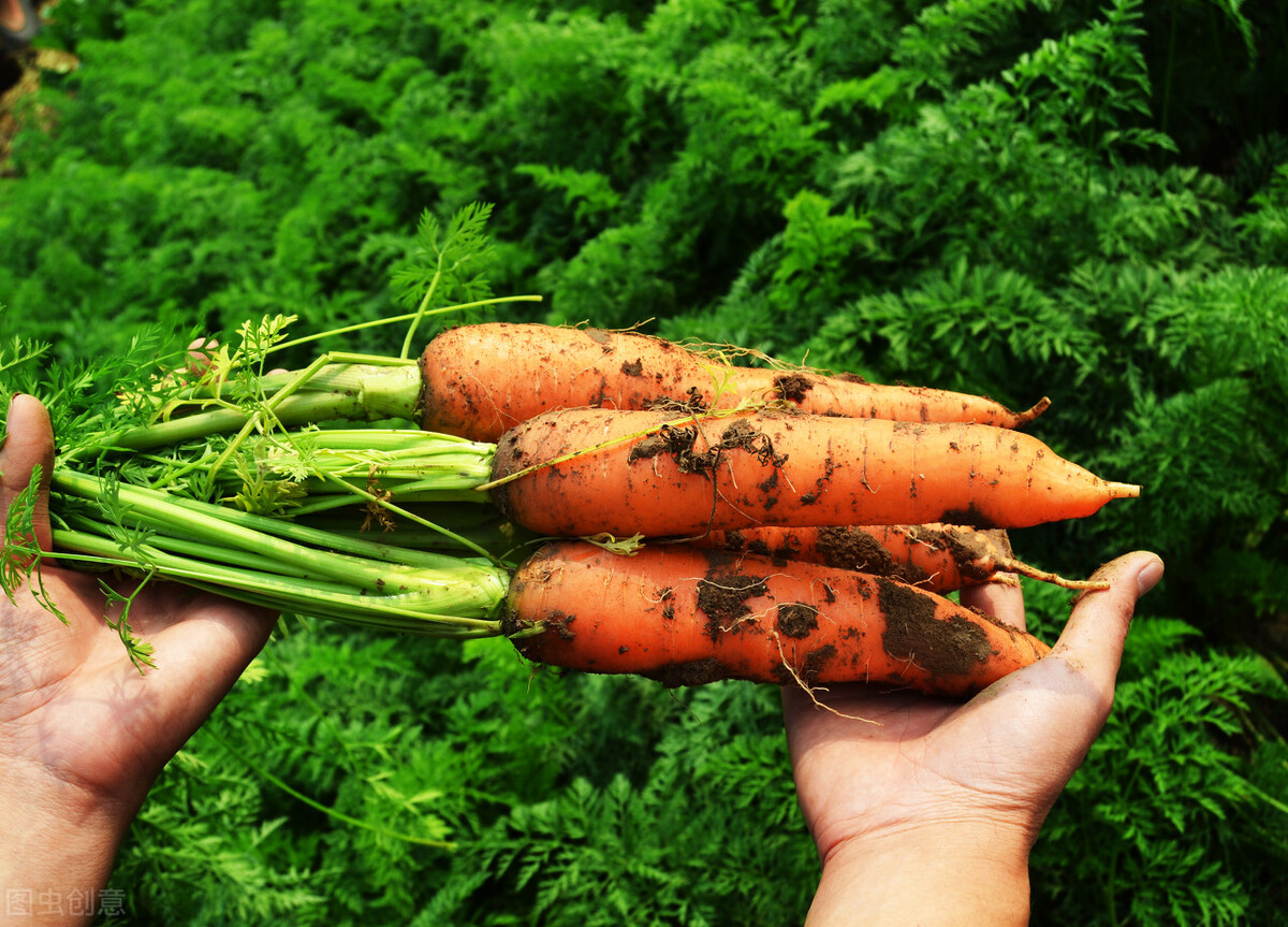 粮食种子安全危机,种子危机电影