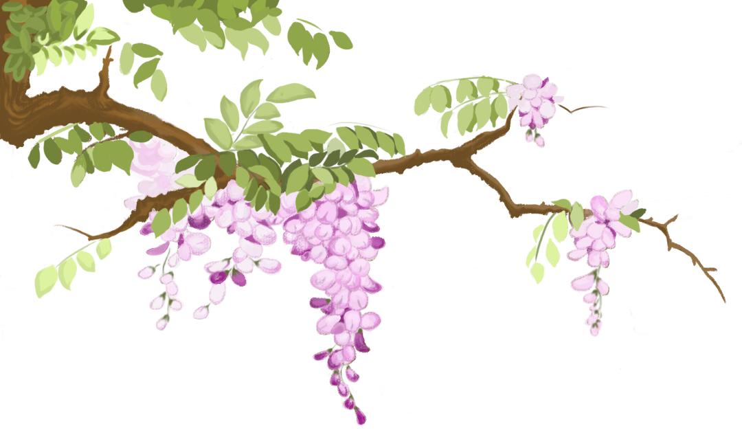 大连槐花香景点,大连槐花季美景