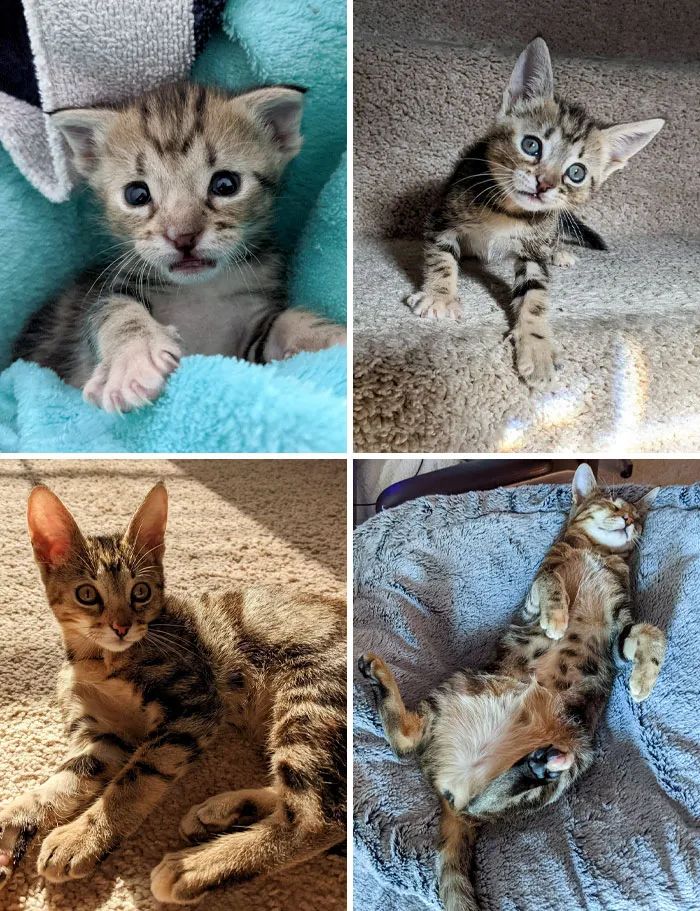 流浪猫被收养的前后对比,流浪猫被收养前后对比照暖心