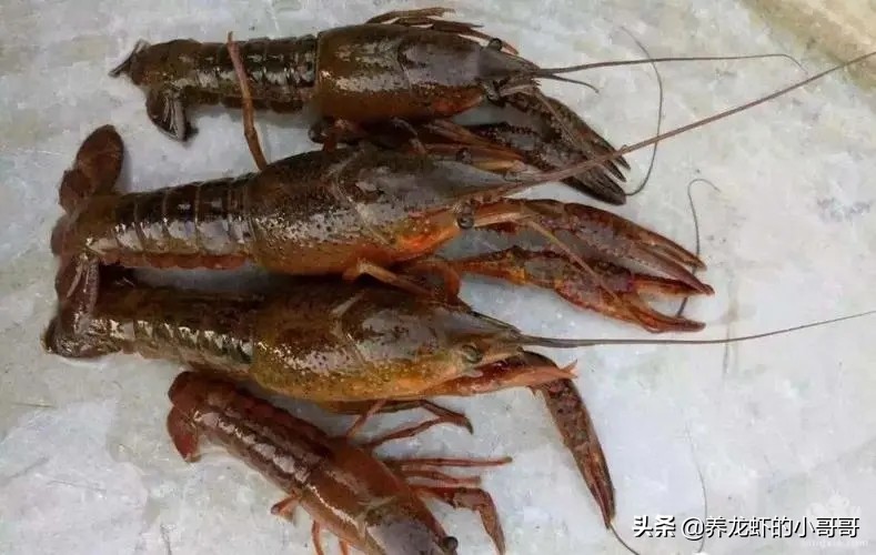 小龙虾养殖如何减少药品的使用（一）