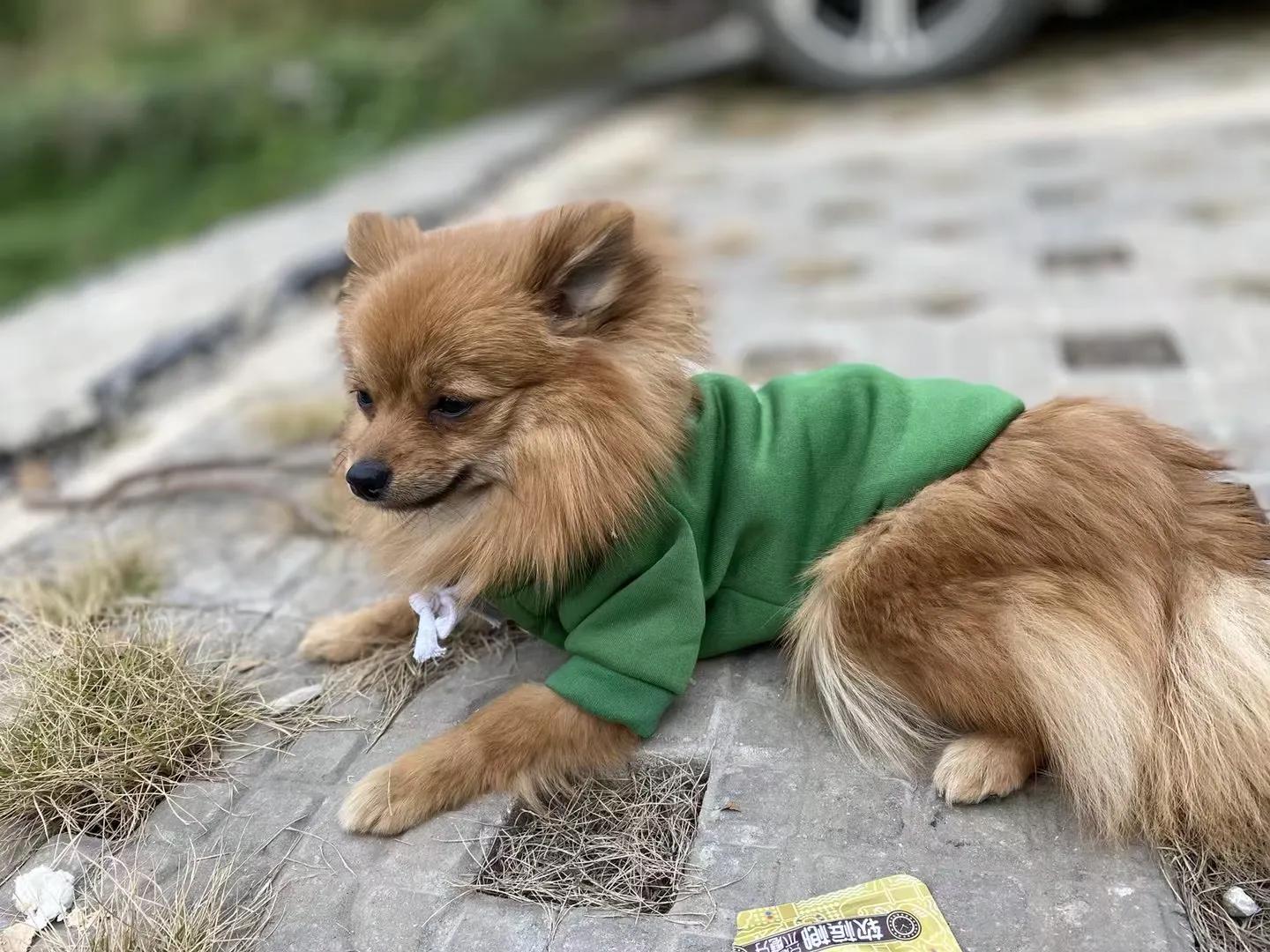 养狗小知识马犬,养狗小知识狗狗每天要喝多少水