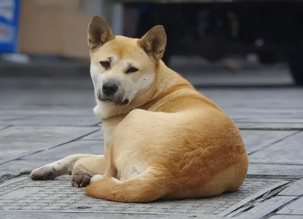狗一般活多久狗都会死在哪里,全部狗狗的寿命排名