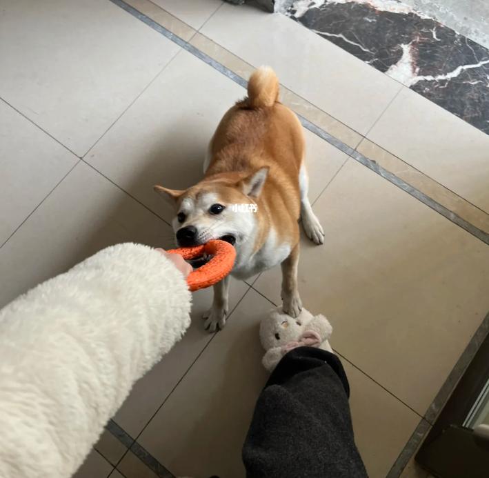 小姐姐和邻居小狗发展迅速，几天后竟然都“滚床单”啦~