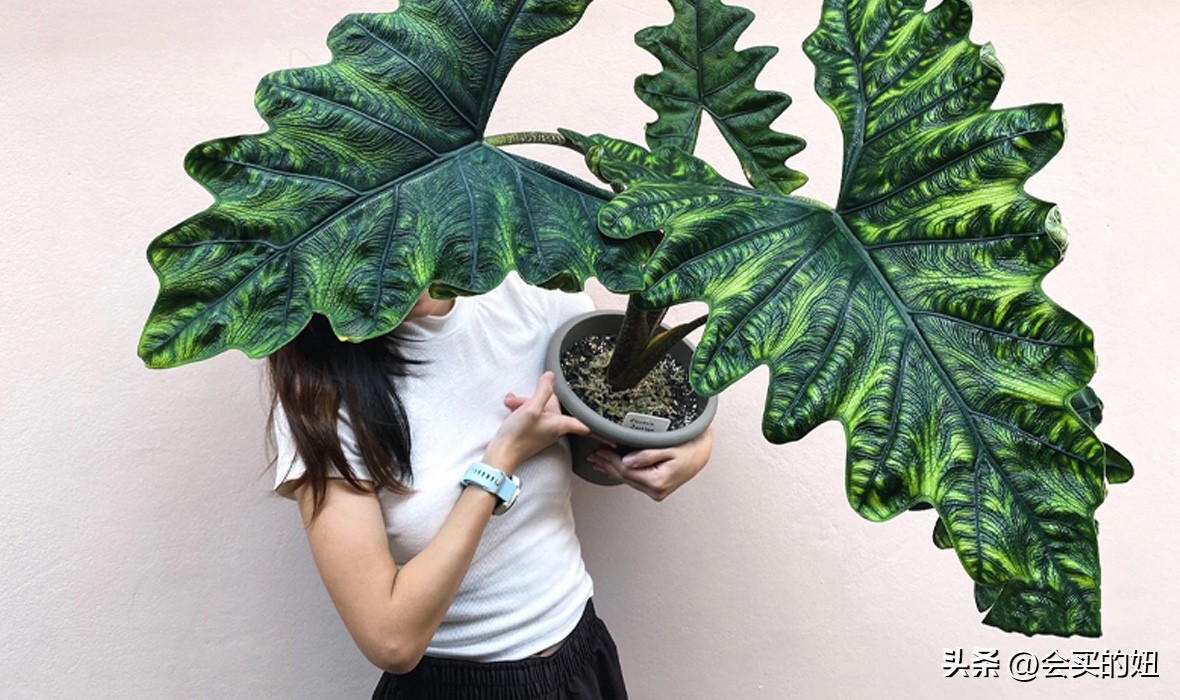 价格便宜且又有实用价值的绿植,家里值得买的绿植