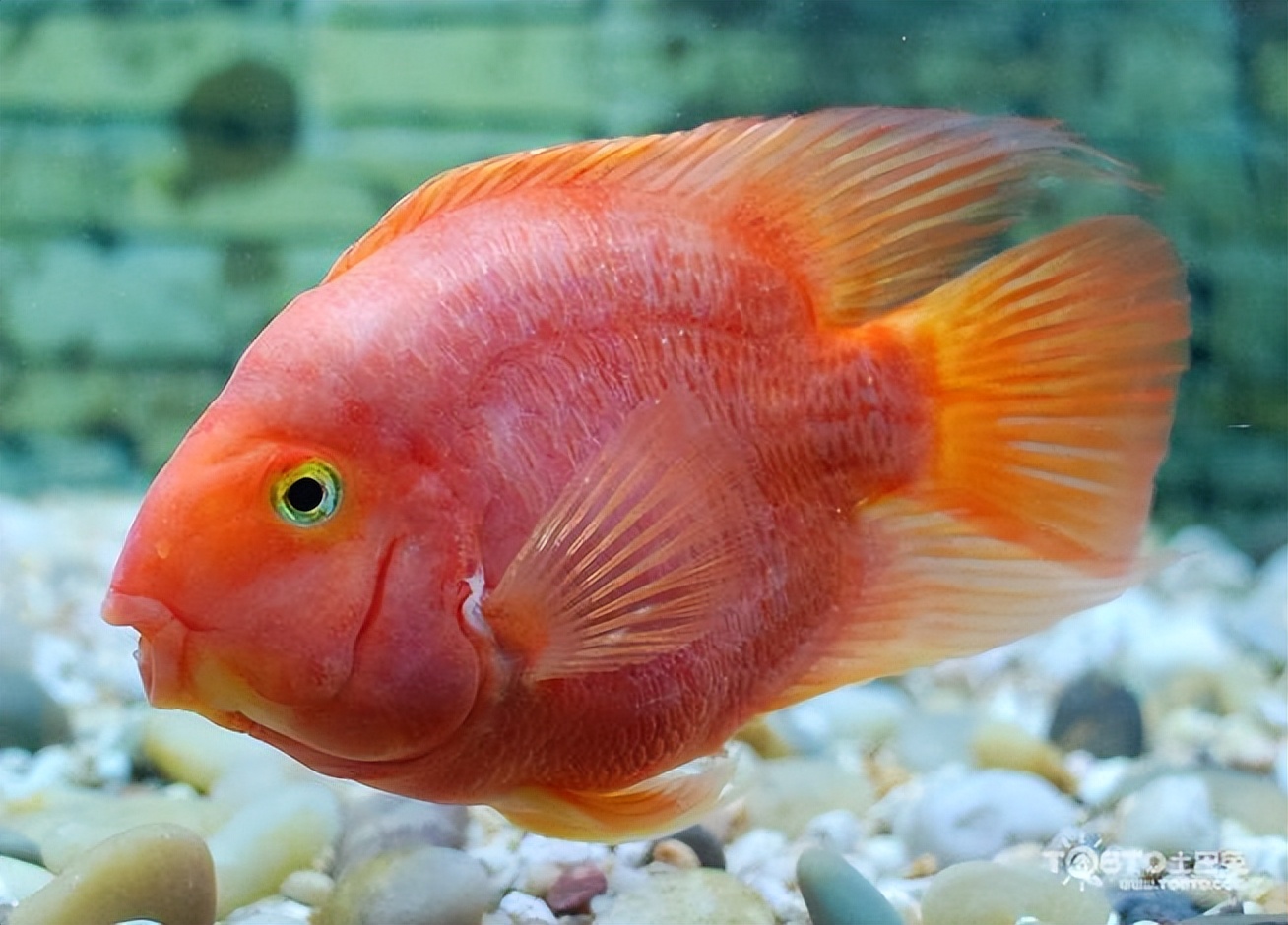 鹦鹉鱼养殖方法及注意事项,鹦鹉鱼的养殖方法和注意事项
