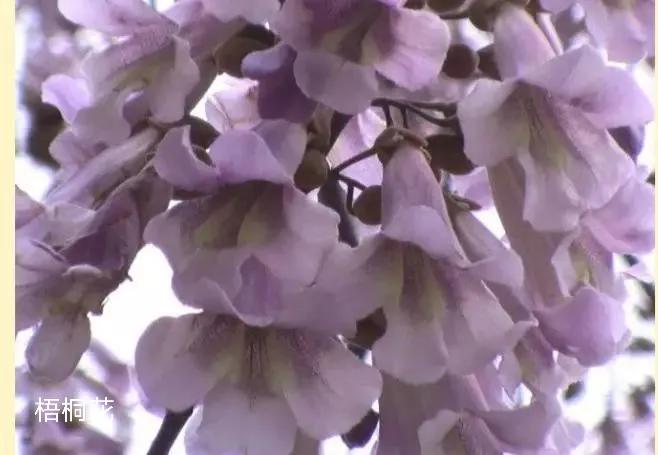 100种花草图片欣赏,50种花草图片大全