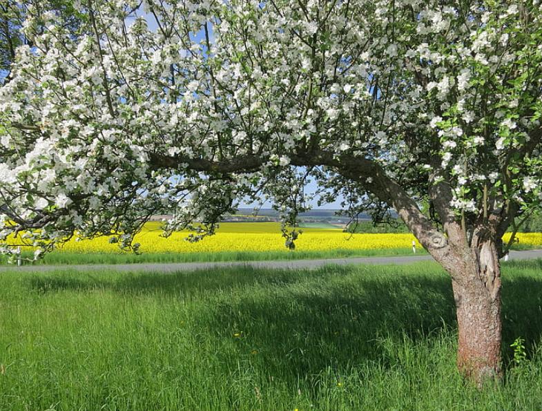 春季果园旋耕的最佳时间,果树开春能不能旋耕施肥