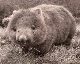 澳洲动物喂宝宝,哪种动物用粪便喂宝宝