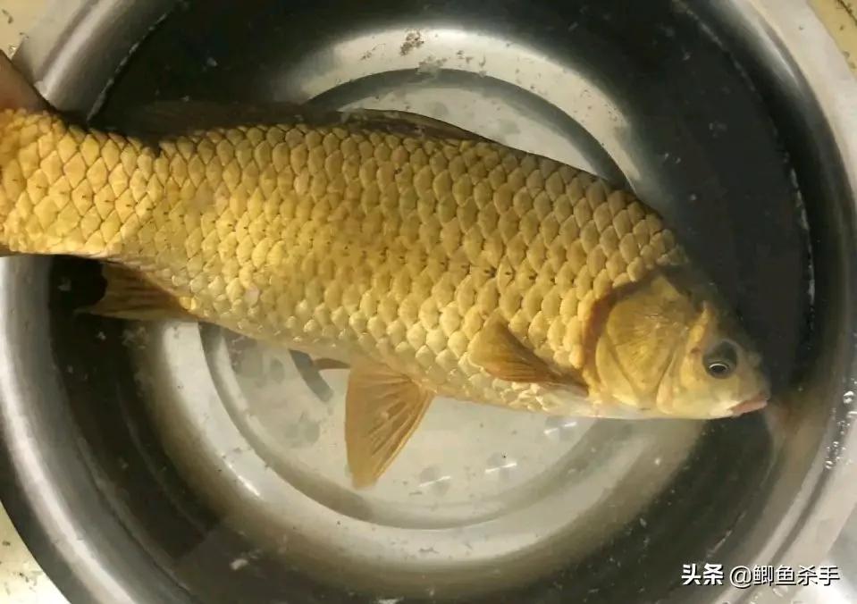 鲫鱼为什么是金黄色,金黄色鲫鱼是野生的吗