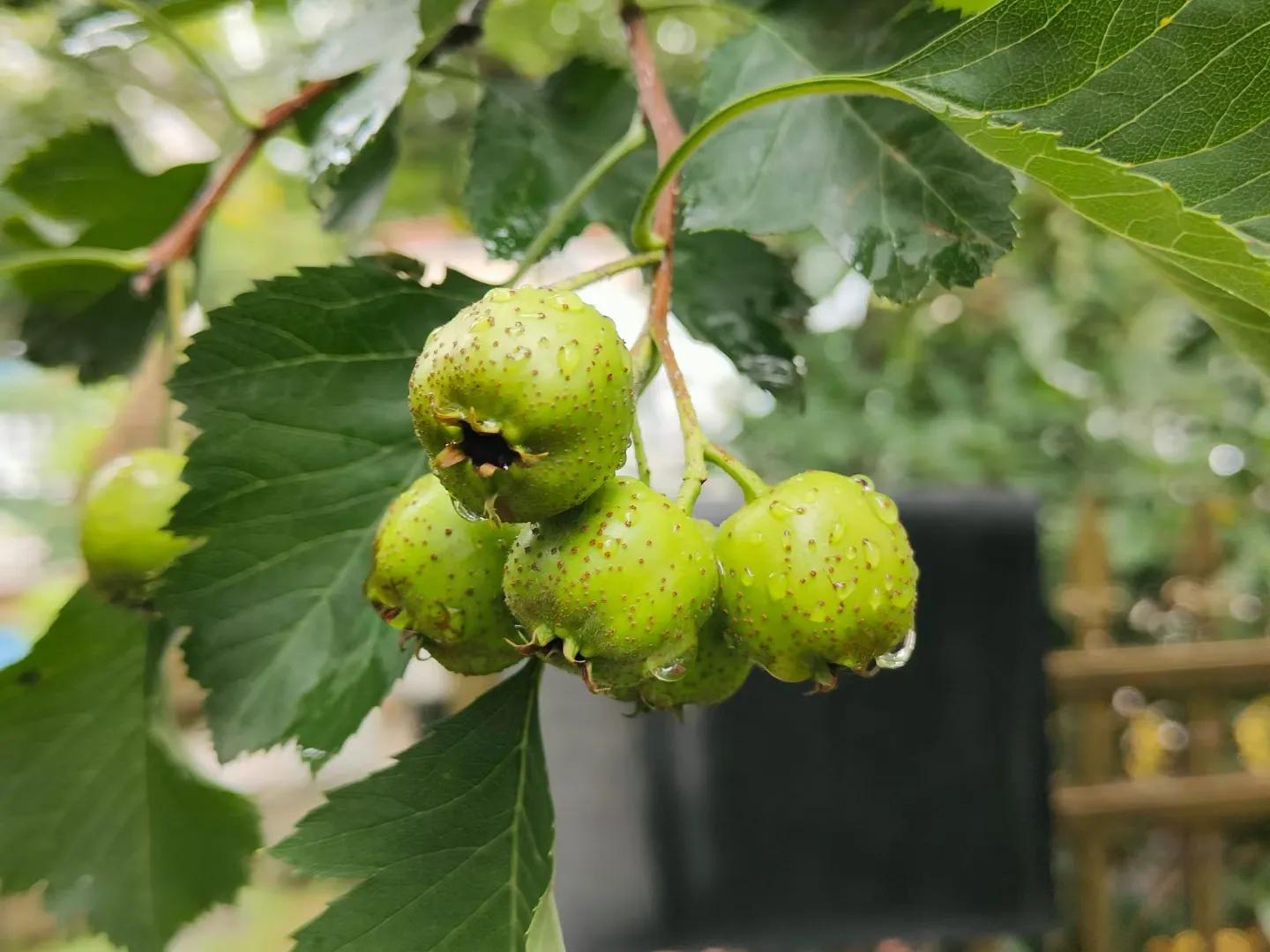 非居民企业向境内销售货物并提供安装等劳务如何缴纳企业所得税