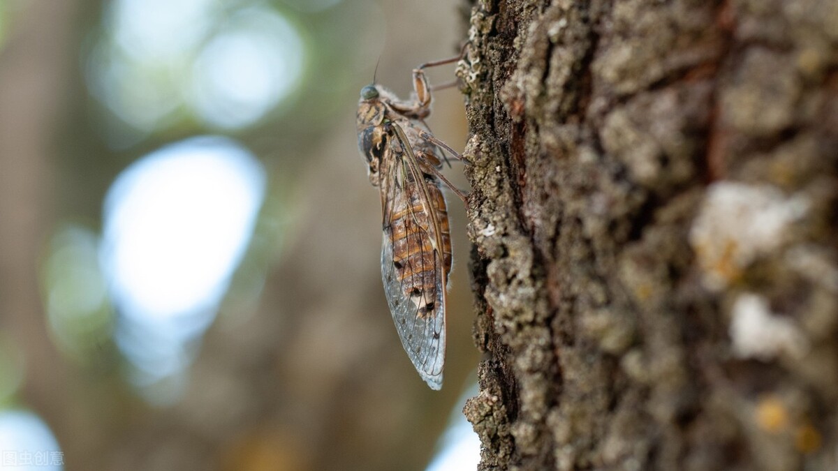 我问荷花借一叶随着涟漪来你身边我不惊动你妹妹你是夜空的星静谧