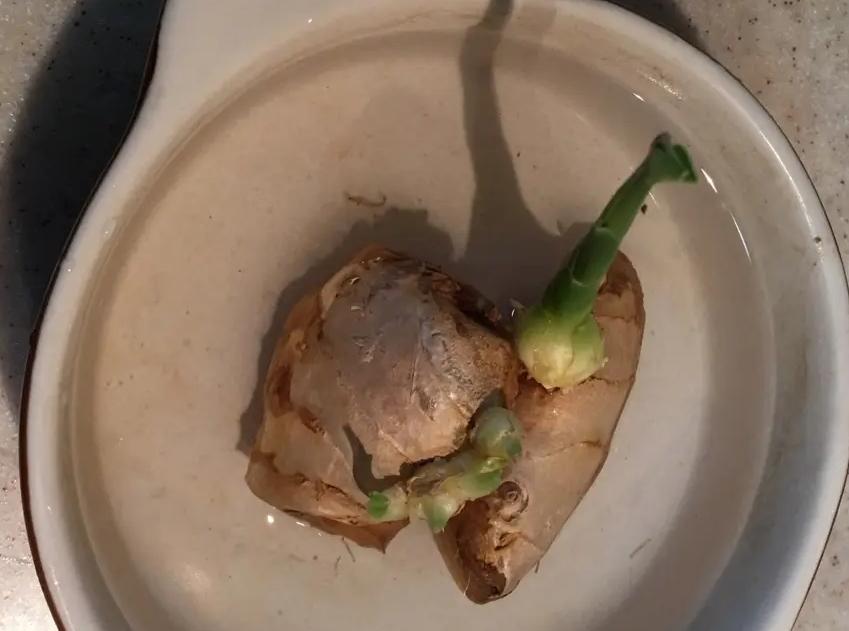 家庭种姜的正确方法和步骤,姜怎么种小技巧