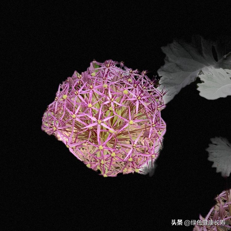 世界花园风景,世界花园