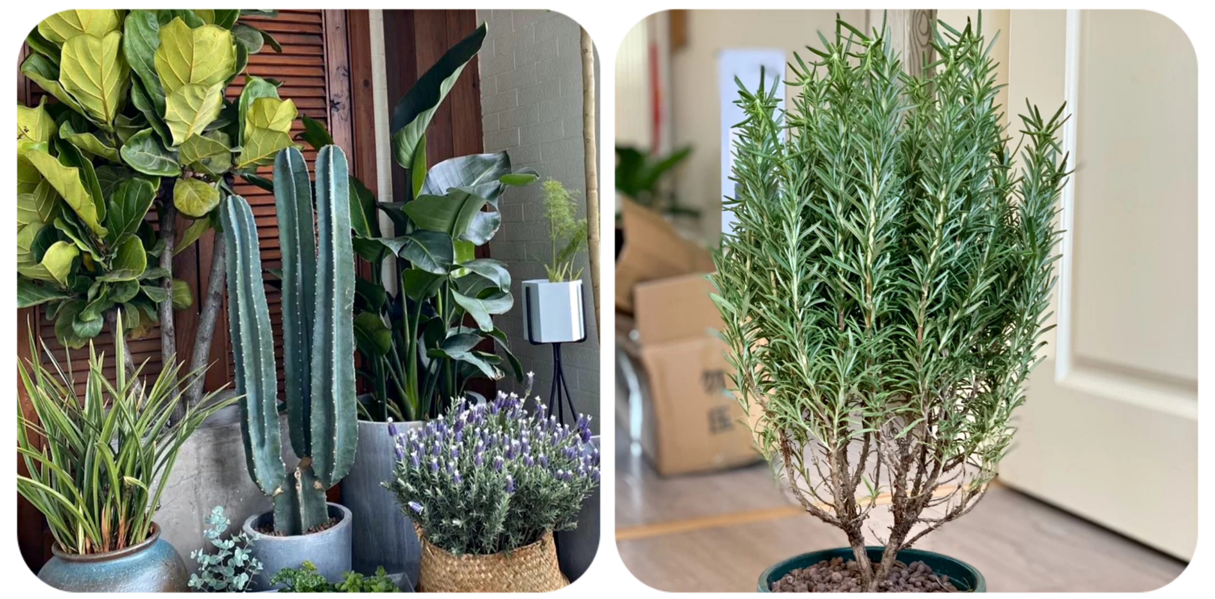 阳台上可以种什么蔬果,阳台上适合种的蔬果