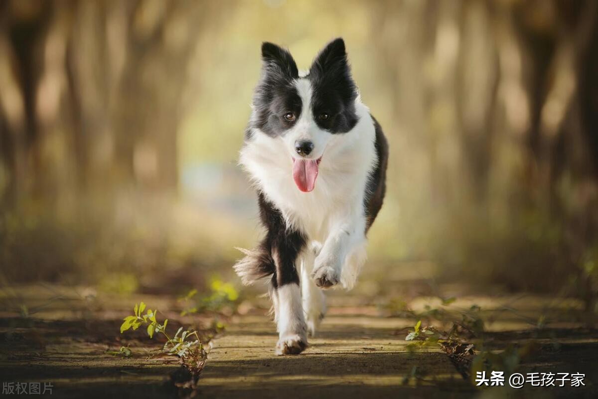 如何训练狗狗成为抚慰犬,怎么训练狗狗只听主人的命令