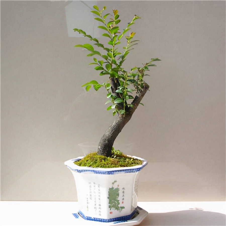 小叶紫檀盆景放客厅好吗,黄杨与小叶紫檀哪个值得客厅里养