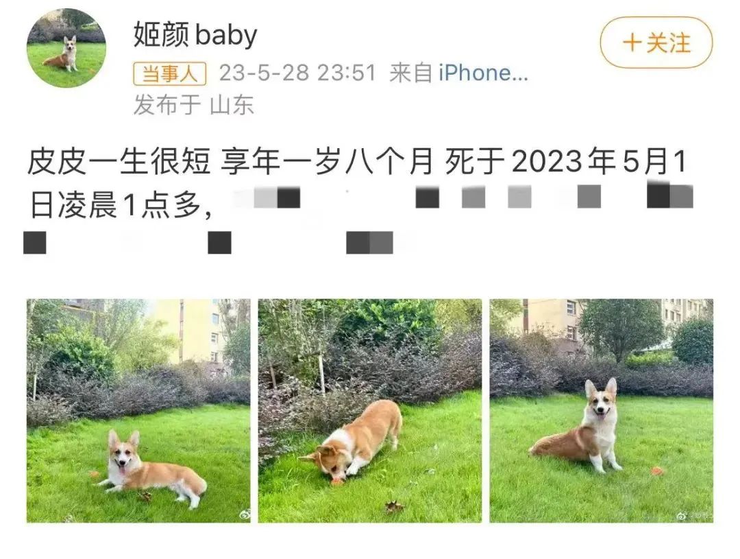 山东一家暴男砍杀狗狗后续,家暴男拿菜刀砍柯基