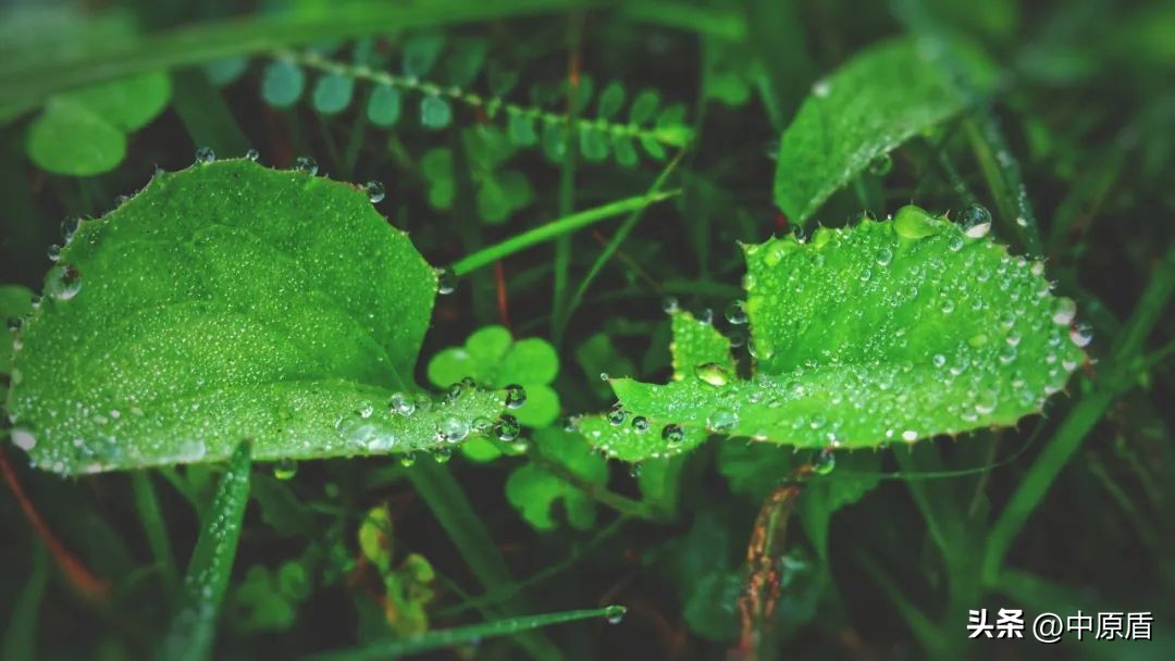 【晚安】白露收残暑，凉秋如期至