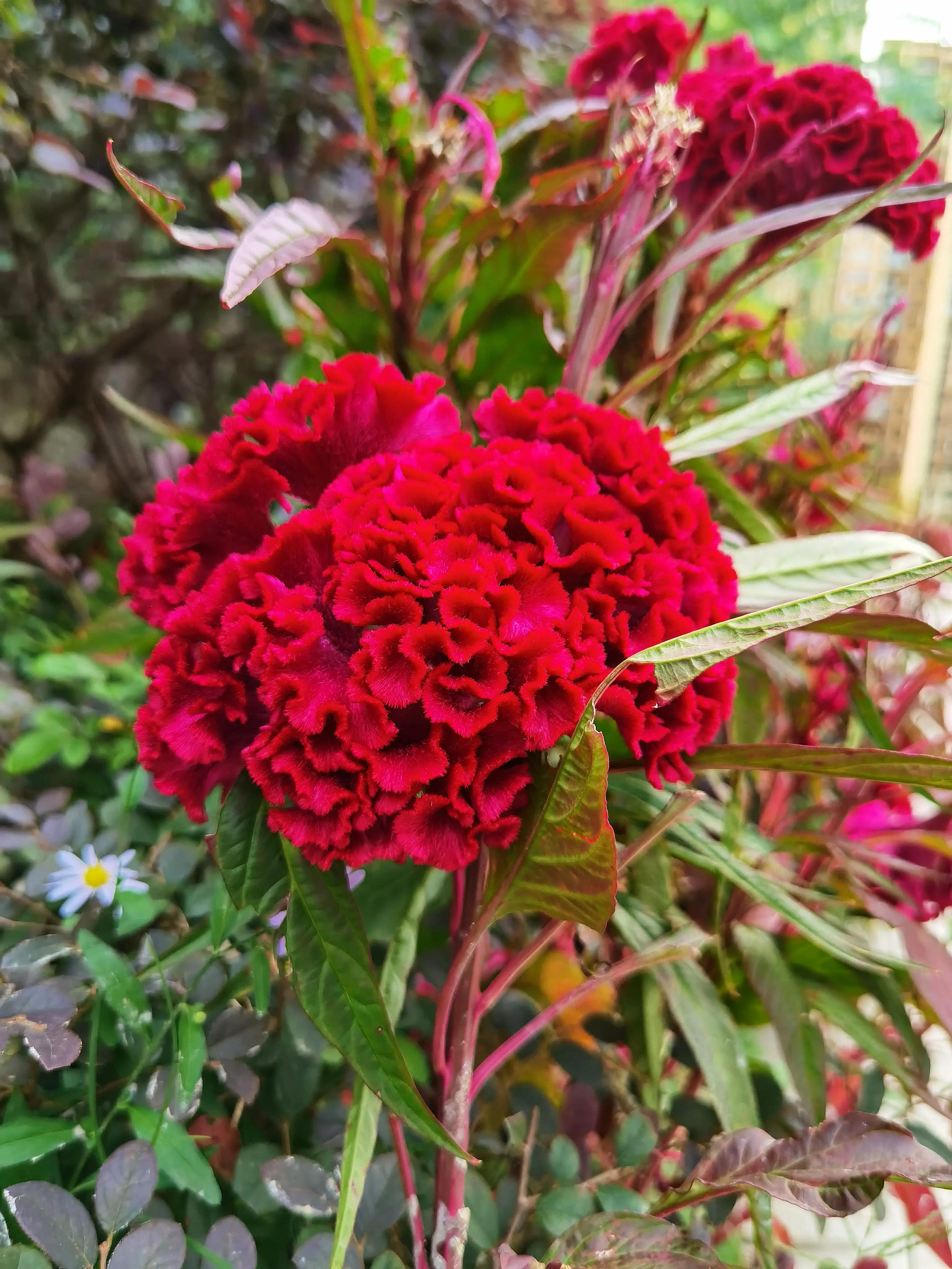 鸡冠花又叫什么花,鸡冠花娇美可人