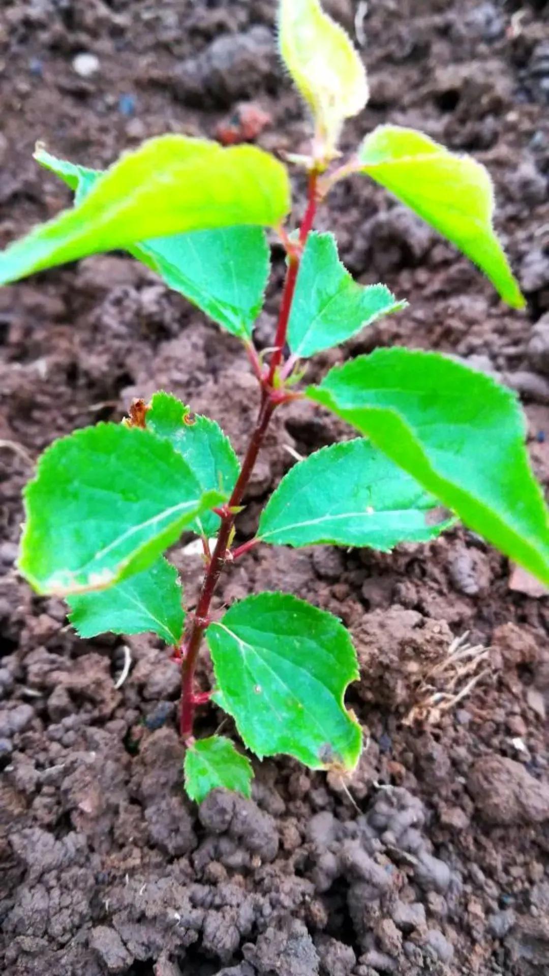 杏树苗价格一览表,杏树苗培育方法